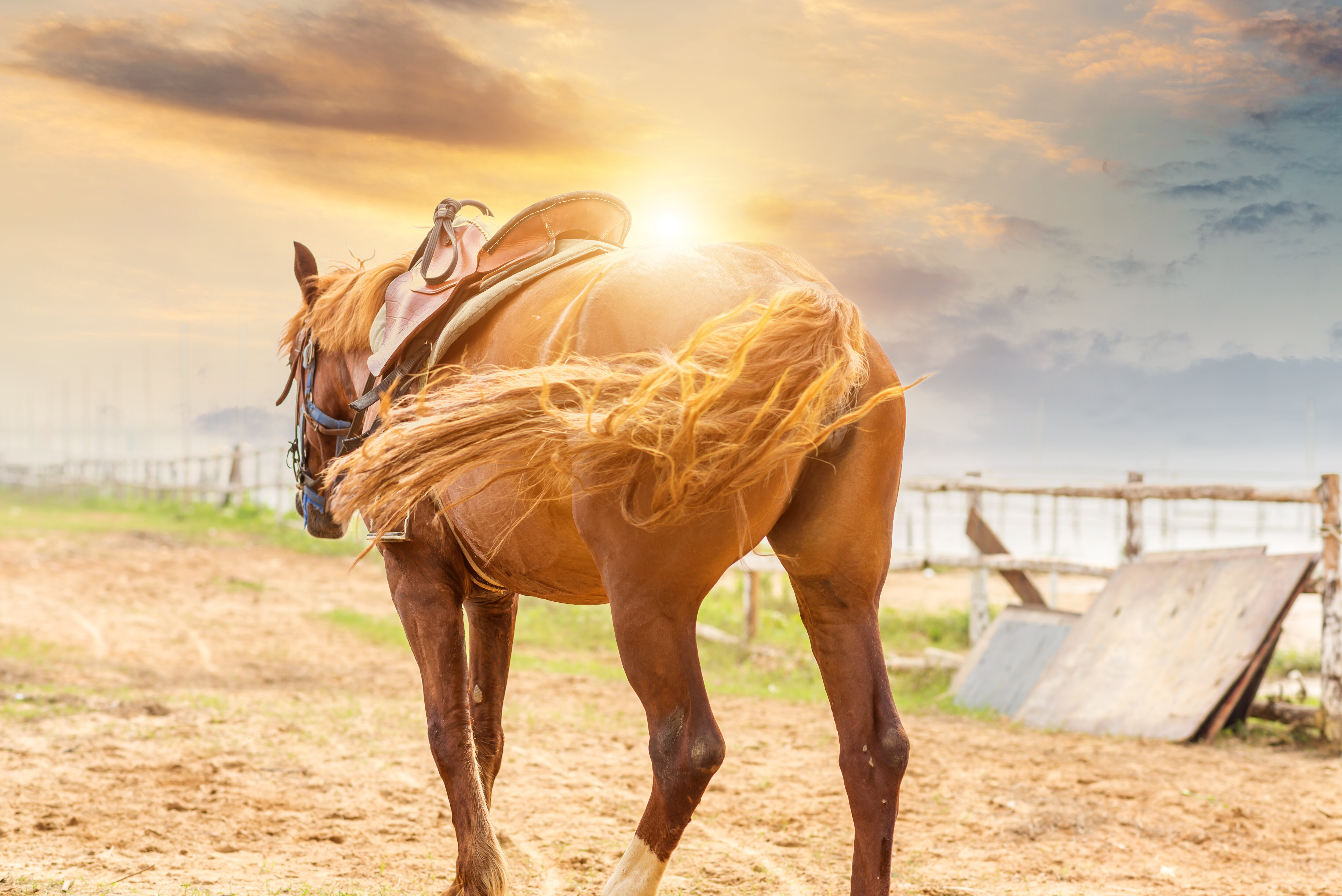 من سمات الخيل السيئة ... تناول الأجسام الغريبة