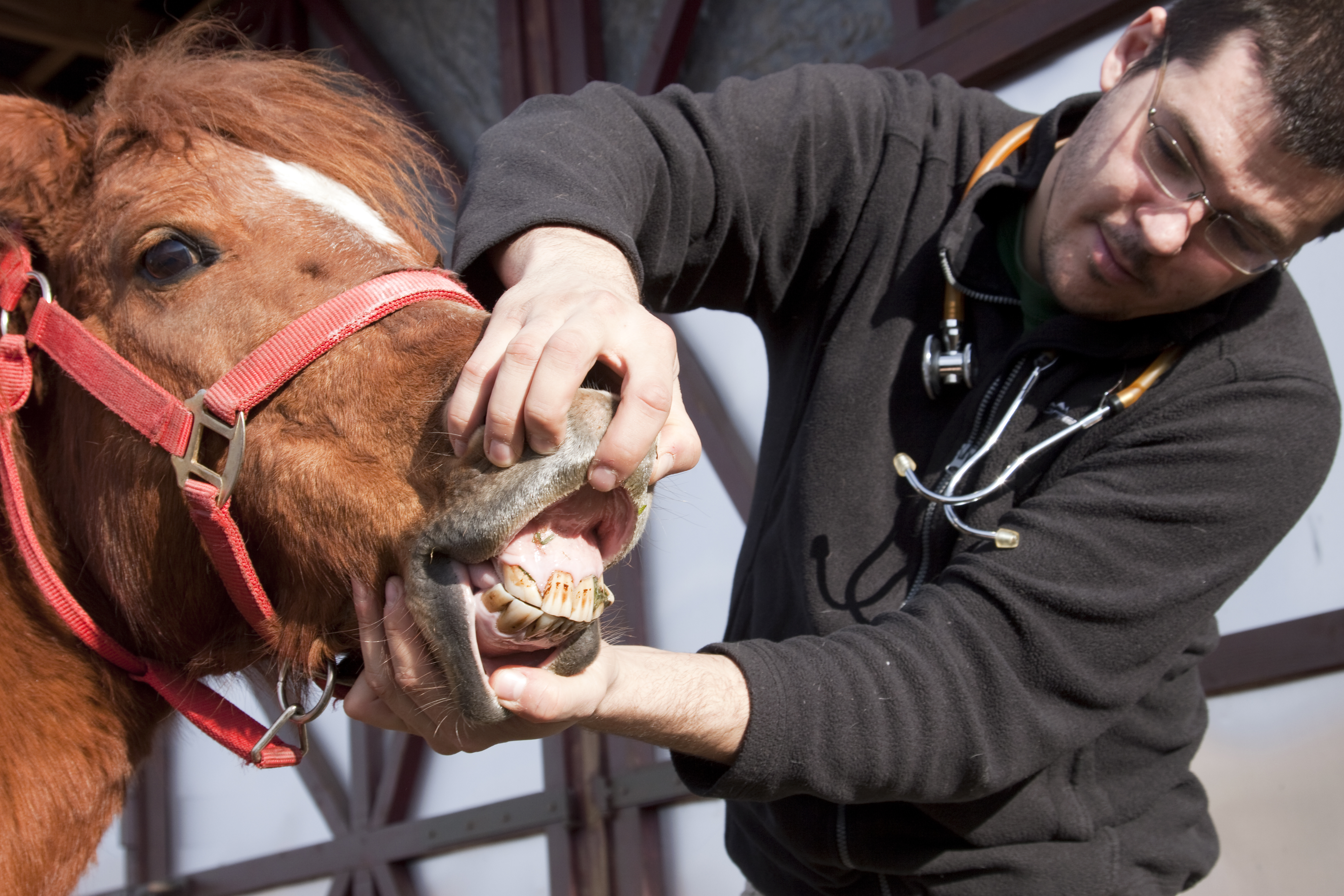 العناية بأسنان الخيول الطاعنة في السن