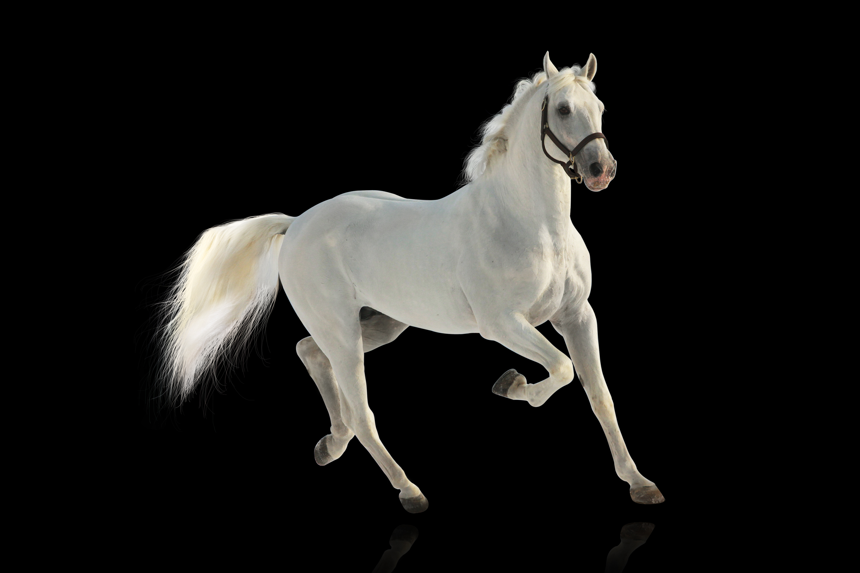 شريط الفرس (شريط الأنف في الخيل)