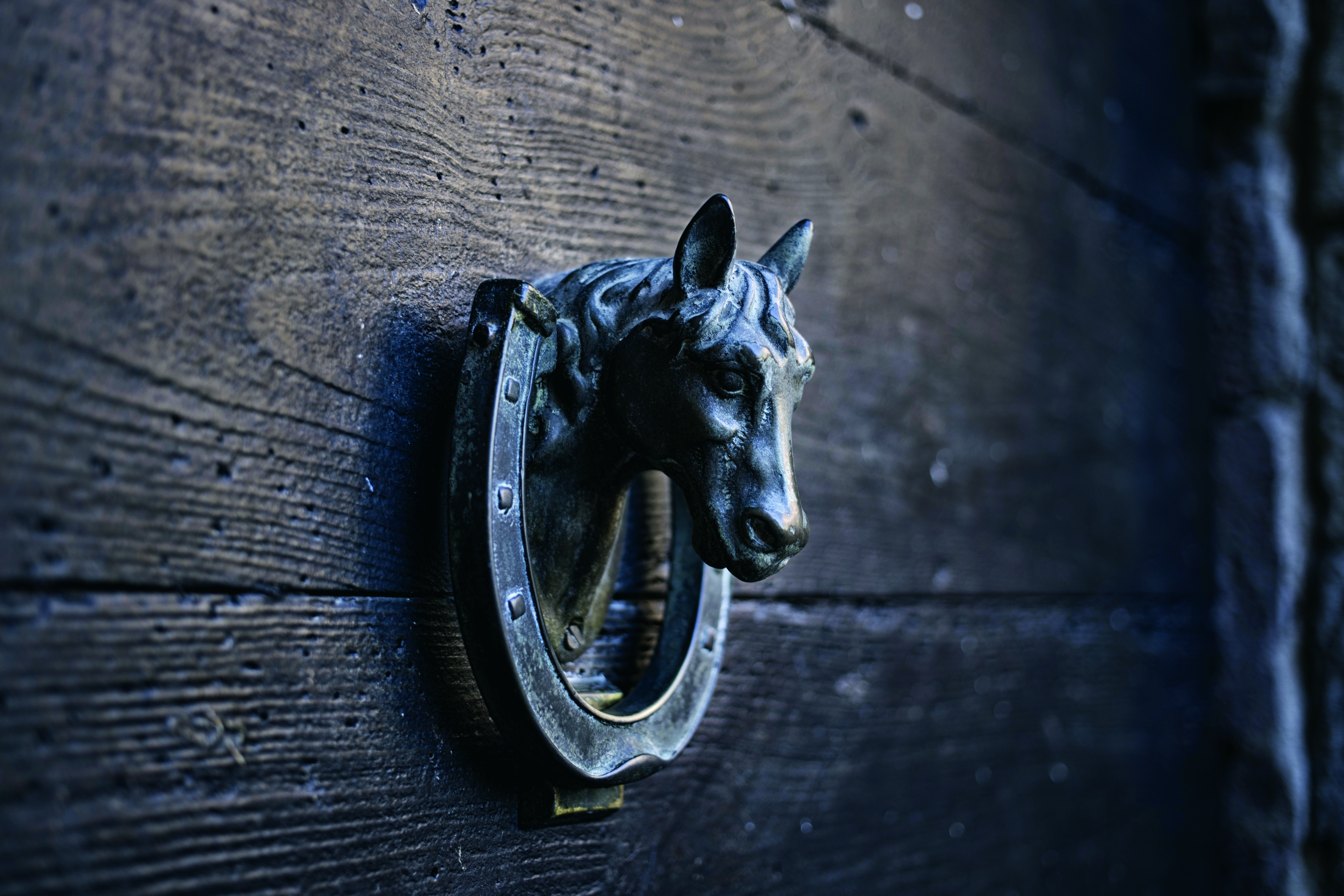 إيواء الخيول الجماعي أو الفردي: أيهما يسبب توترا أقل؟