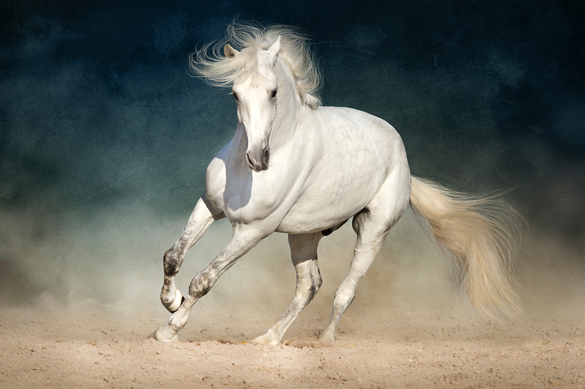 قصص عجيبة في صبر الخيل العربية