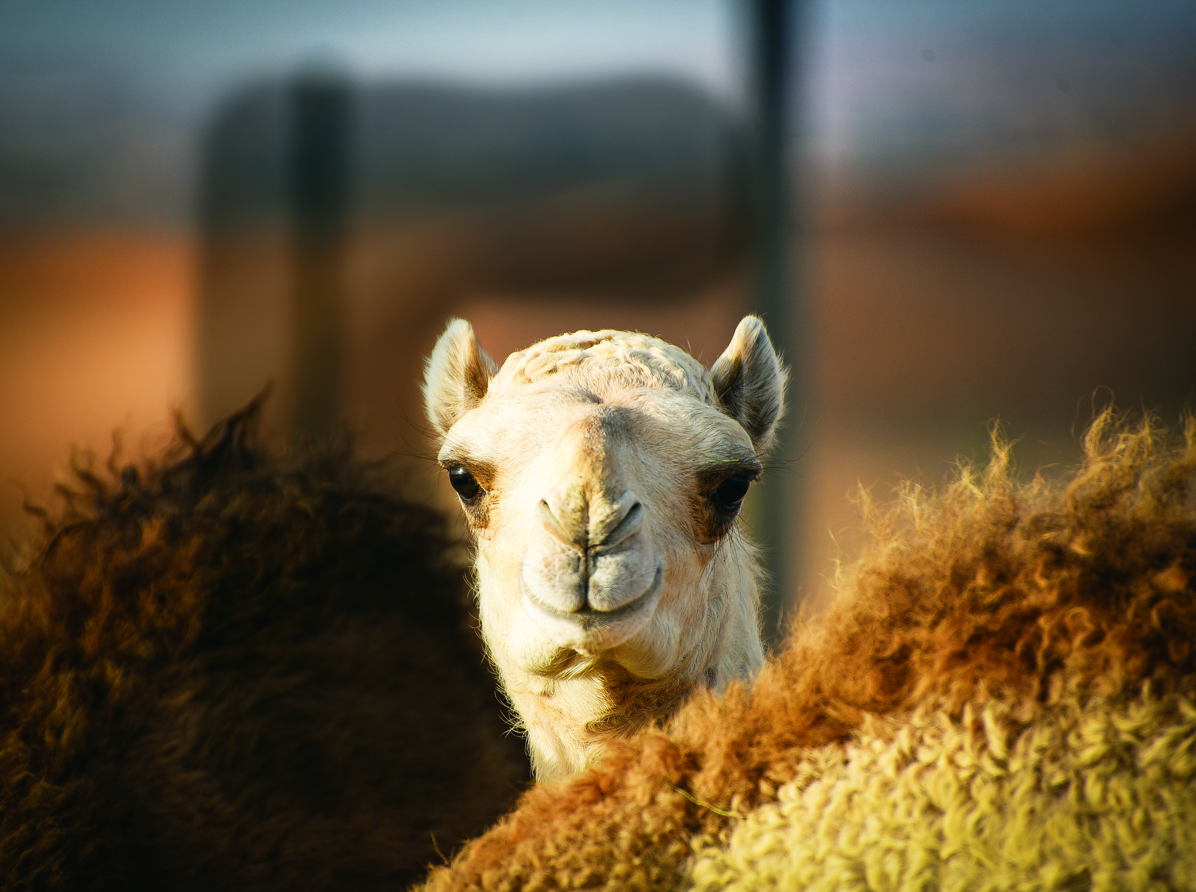 حرفة تربية الإبل