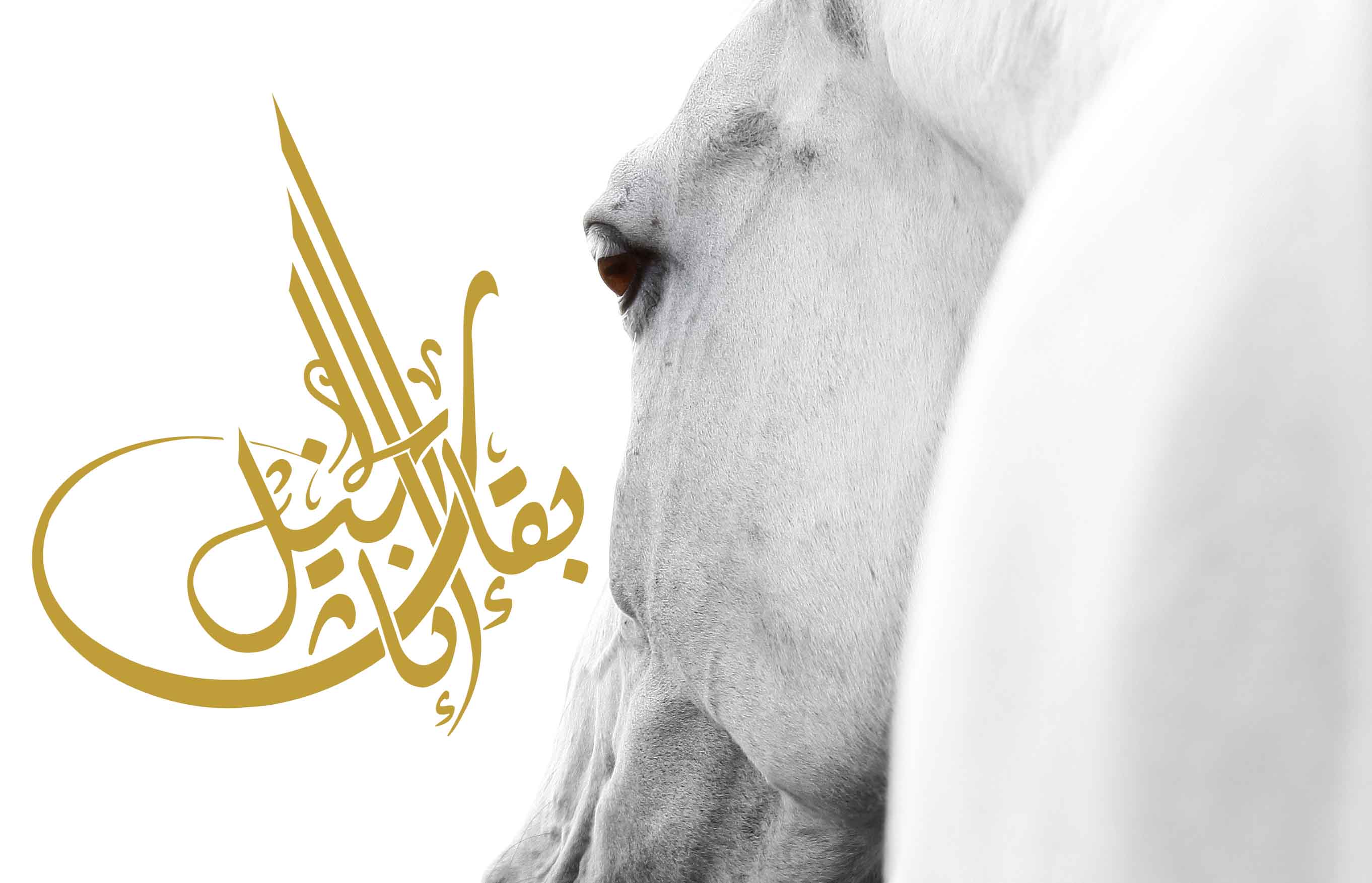 بقــاء إنــاث الخيـــل