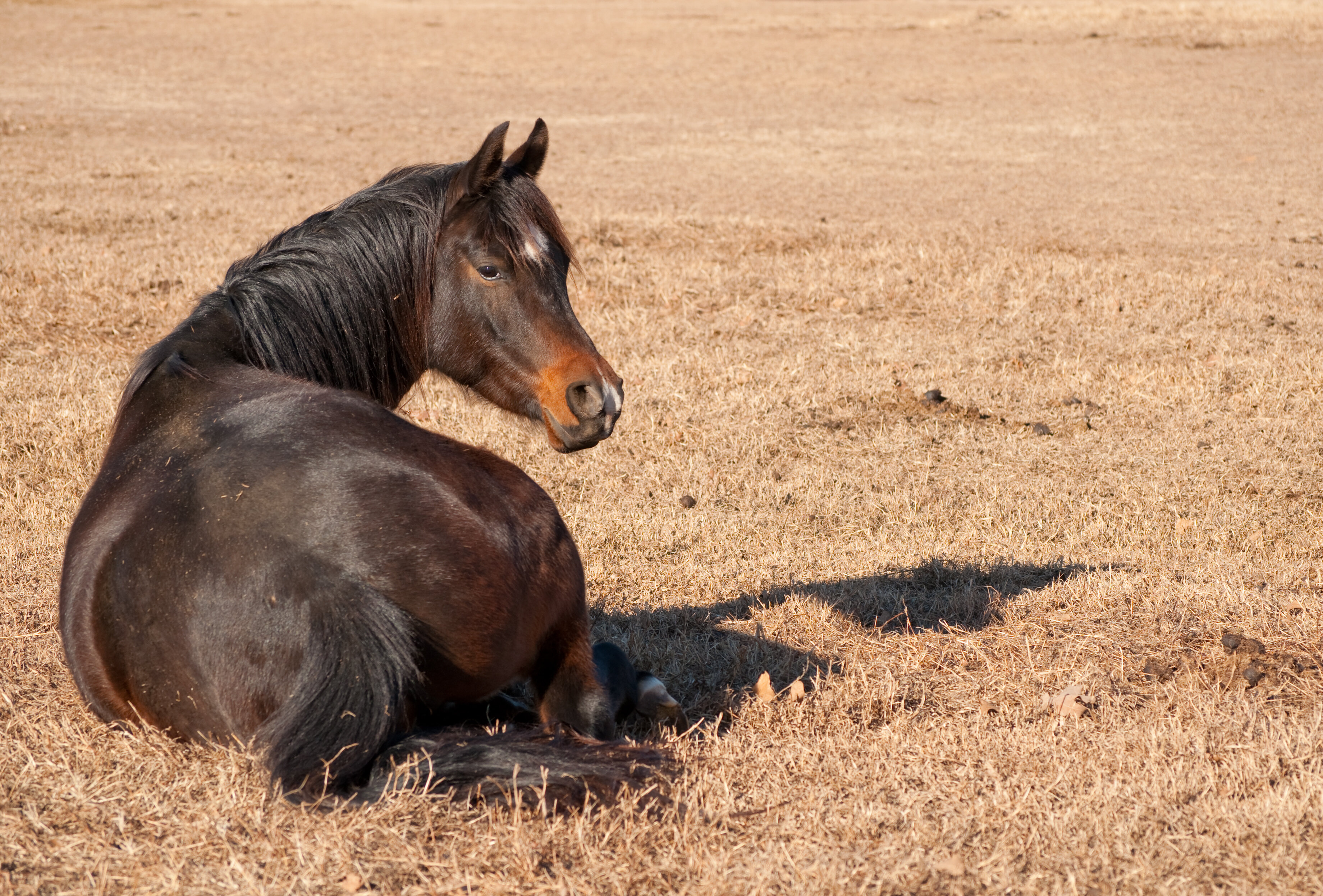 المغص في الخيل الأسباب والعلاج