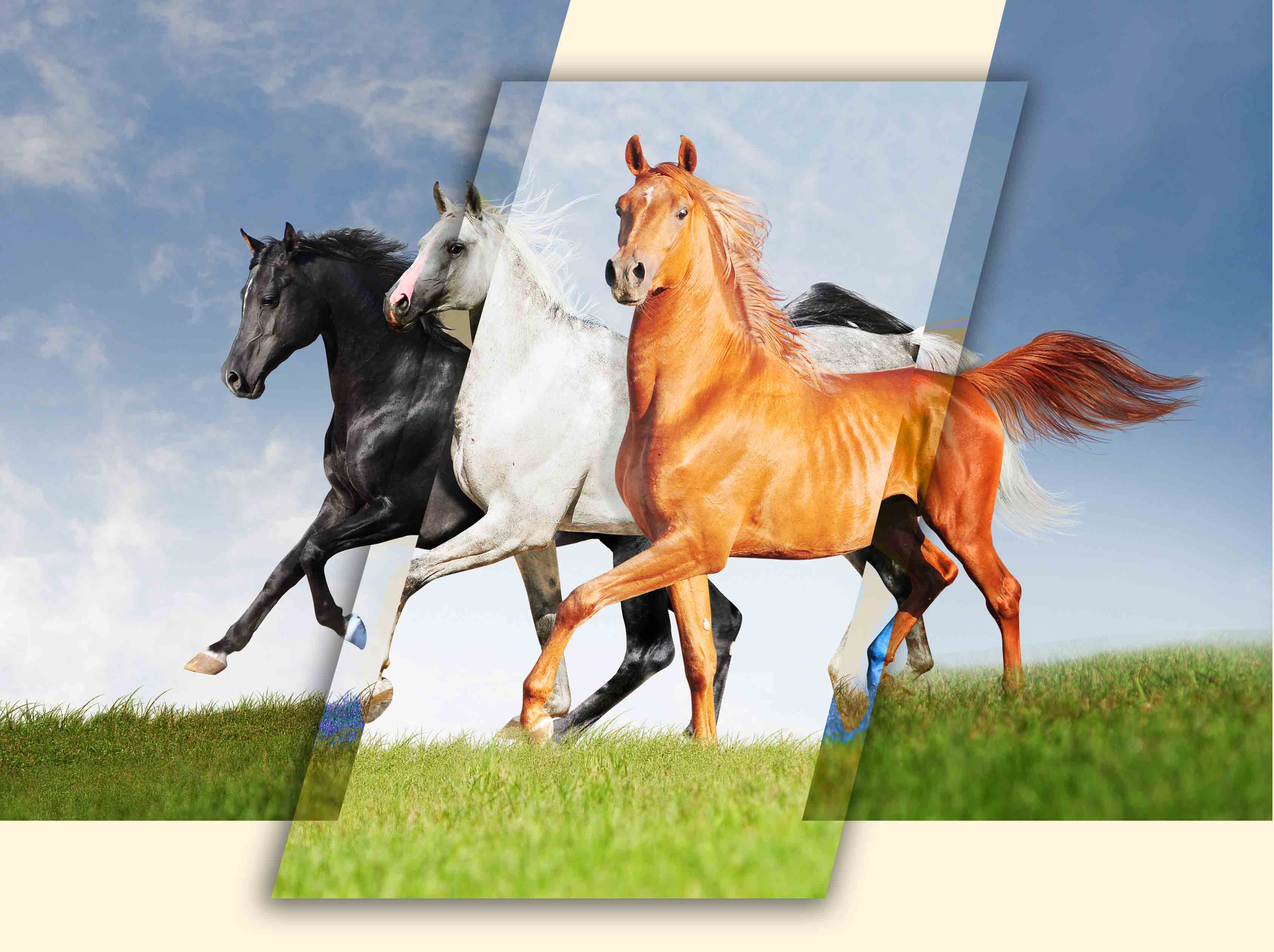 الخيل في التراث العربي