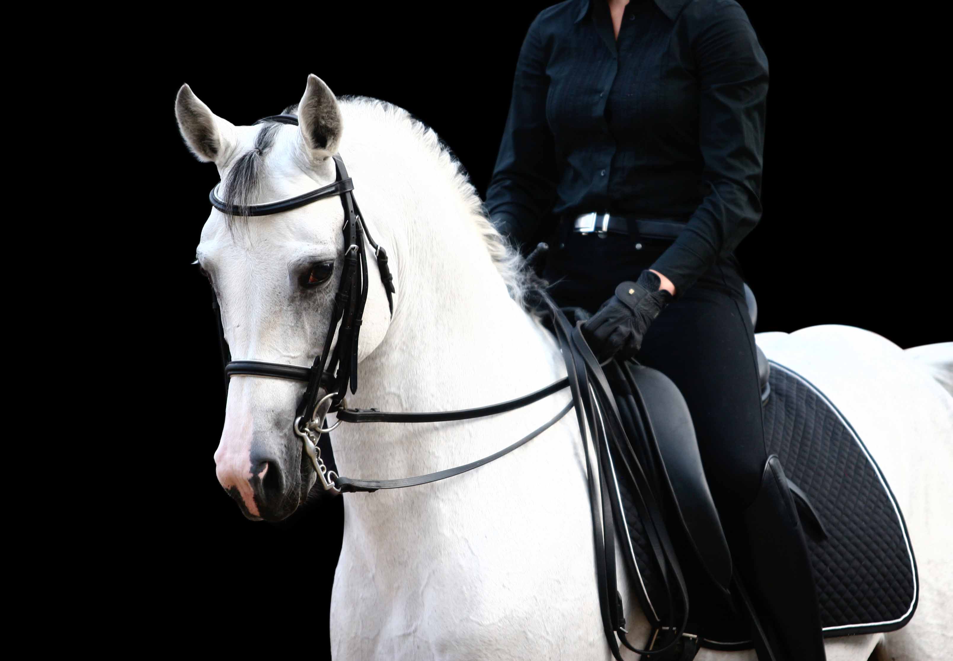 فوائد ركوبُ الخيل