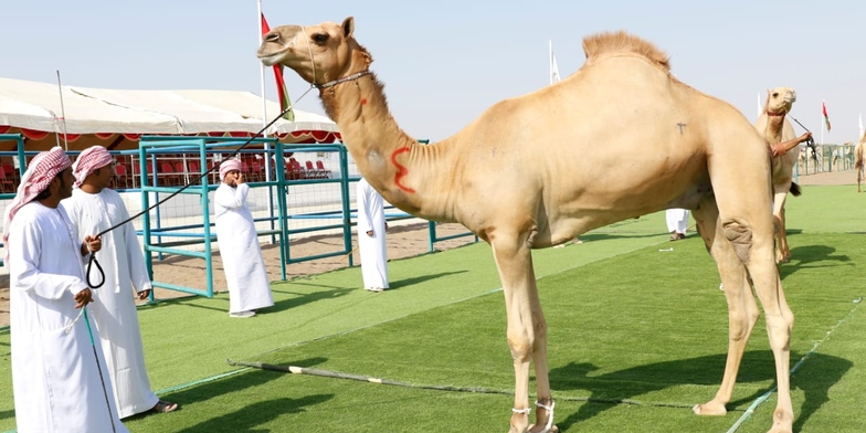غدًا.. ختام منافسات مهرجان المزاينة بولاية المصنعة