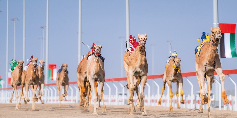 السبت المُقبل.. ذي يزن بن هيثم يرعى ختام مهرجان البشائر للهجن