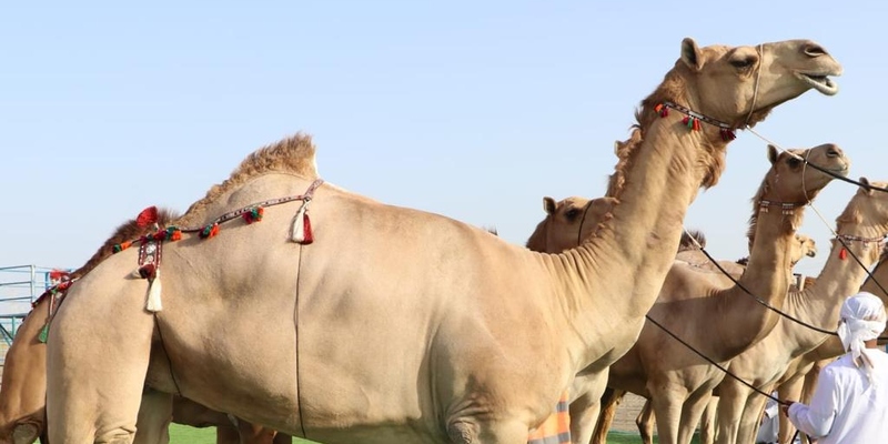 اختتام مهرجان المزاينة بولاية المصنعة