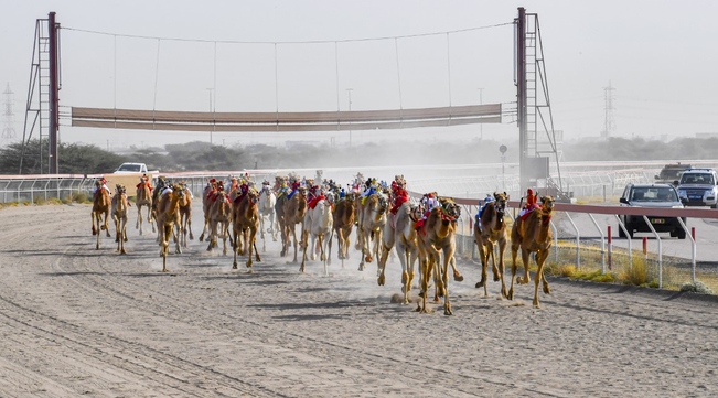 انطلاق منافسات السباق الختامي على كأس جلالة السلطان المعظم للهجن