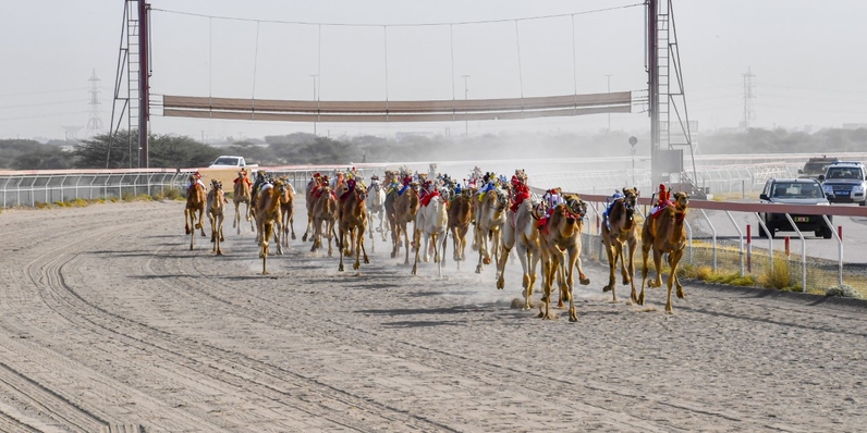 غدًا.. ختام منافسات السباق الختامي على كأس جلالة السلطان المعظم للهجن بالفليج
