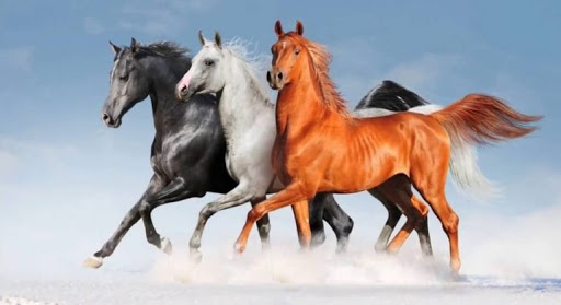 ألوان الخيل في التراث العربي